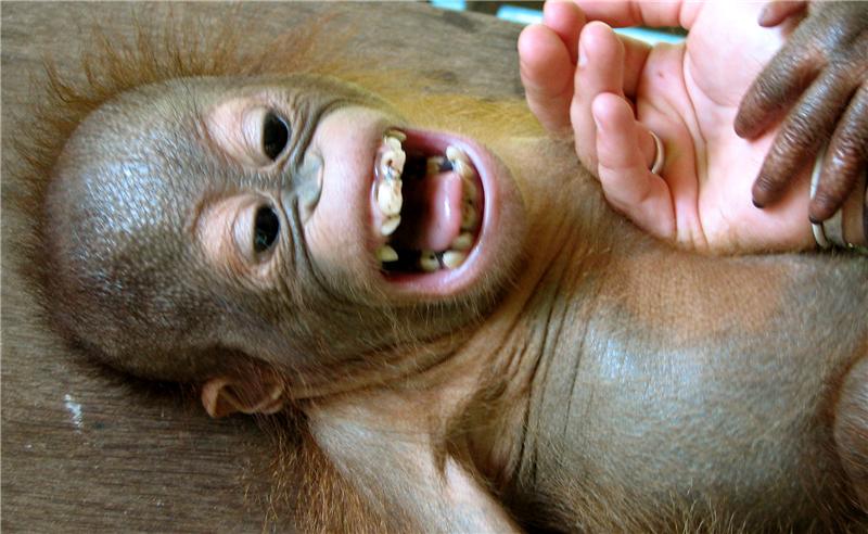 Enero laughter evolution tickling